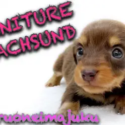 【 ミニチュアダックスフント 】チョコレートカラーのミニマムサイズな短足美少女！