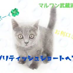【 ブリティッシュショートヘア 】お顔まんまる!ブリショ100%の男の子!!