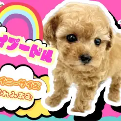 【 トイプードル 】タイニーサイズのスクエアタイプ！理想のプレミアムわんこ