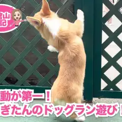 【 5/9ドッグランでランラーン 】笑顔がいいね！コギたんの運動会の巻