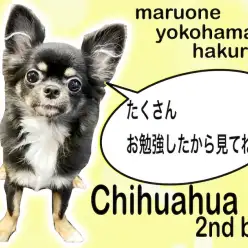 【 チワワ 】小さめサイズの元気っ子！しつけ、手入れ、フレンドリーさも学びました