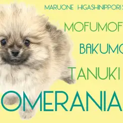 【 ポメラニアン 】もふもふで小さなたぬき！三拍子揃った真の爆毛ポメ登場！