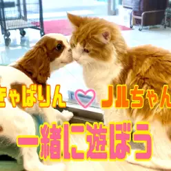 【 5/6お友達誕生！】わんこもにゃんこも一緒にキャットトンネルで遊ぼうの巻！