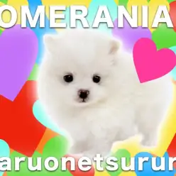【 ポメラニアン 】超元気いっぱいな爆毛ガールがやってきた！