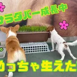 【 5/18サラダバー成長中 】めっちゃ生えた！サラダバーオープン致しますの巻！