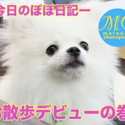 【 5/3今日のぽぽ日記 】ドキドキが止まらない！お外デビューの巻！