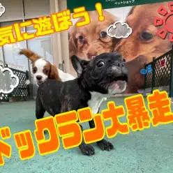 【 5/30ドッグラン爆走 】チームメンズは今日も元気に走り回るの巻！