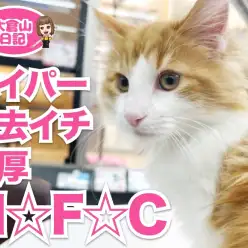 【 5/4 過去イチ穏やかな猫 】癒されるノルウェージャンちゃんの抱っこ