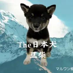 【 豆柴 】希少！日本犬の中でも大人気マロ眉黒豆柴登場！