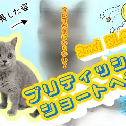 【 ブリティッシュショートヘア 】ムチムチボディで癒し効果アップ！2ndブログ