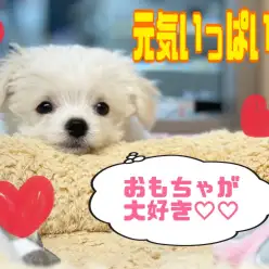 【 5/7おもちゃブンブン 】元気いっぱい！オモチャが大好きマルチワちゃんの巻！