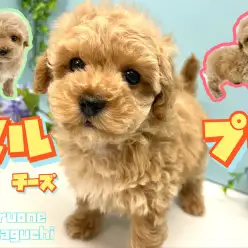 【 MIX 】生後60日で753g!小さめで毛の抜け難いハイブリットマルプー!