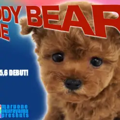 【 トイプードル 】テディベアの申し子！奇跡の濃厚レッドくまぷーの再来！