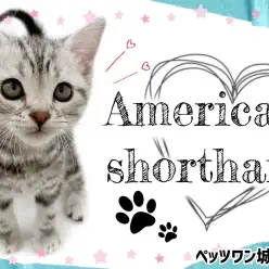 【 アメリカンショートヘア 】城山店のパーフェクトボーイ