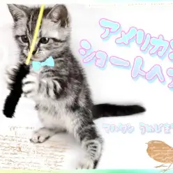 【 アメリカンショートヘア 】人懐こさ満点！シルバータビーの男の子