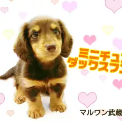 【 ミニチュアダックス 】甘いチョコタンカラー！性格まで甘々な男の子！
