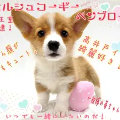 【 ウェルシュコーギーペンブローク 】ロイヤルドッグは高井戸イチの綺麗好き！