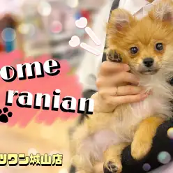 【 ポメラニアン 】笑顔が可愛い小柄な天使ちゃん