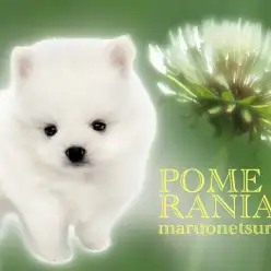 【 ポメラニアン 】マズル短めのたぬきポメと生活したい方はこの子を選ぶべき。