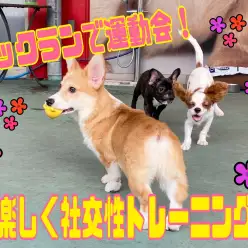 【 5/11運動は大切】ドッグランでダッシュ！ダッシュ！の巻