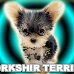 【 ヨークシャーテリア 】生後80日で615g！甘いマスクの手乗りヨーキー！
