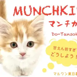 【 マンチカン 】DO-TANSOKUってなに！？東日暮里マンチの秘密を徹底解明