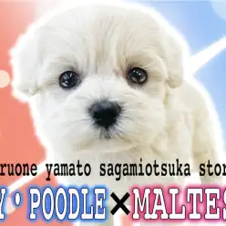 【 MIX 】テディベア系わんこ!ドワーフ体型のプードルとマルチーズのハーフ!