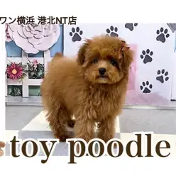 【 トイ・プードル 】ぷちサイズの愛嬌たっぷり！ゆるふわガール