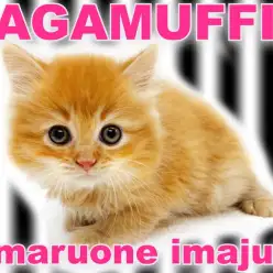 【 ラガマフィン 】初心者ユーザーにオススメ！超温厚なゴールデンにゃんこ現る！