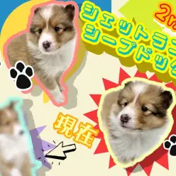 【 シェットランドシープドッグ 】ついに幼稚園デビュー！シェルティ2ndブログ