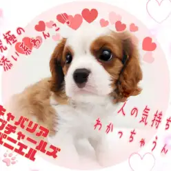 【 キャバリア 】どんなご家族とも仲良く暮らせるオールラウンダーとはボクの事！