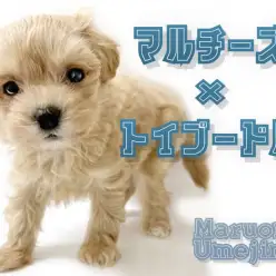 【 MIX 】マイペースのおっとりさん！大人気のマルプーが登場！