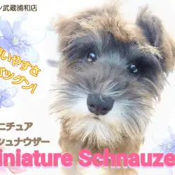 【 ミニチュア・シュナウザー 】 飼いやすさバツグン！初心者向けな子犬！