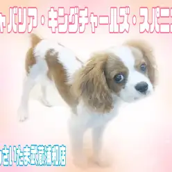 【 キャバリア 】一度会ったら忘れられない！人が大好きで賢い女の子！