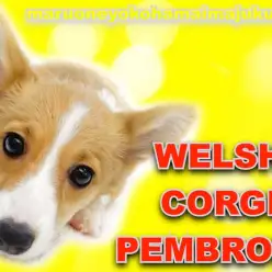 【 コーギー 】犬も猫も人も大好きな多頭向き！表情豊かな超社交的甘えん坊ガール！