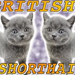 【 ブリティッシュショートヘア 】チャンピオンの子供は容姿も性格もハイグレード!