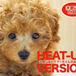 【 5/4大倉山プーちゃん日記 】MIXちゃんと遊ぶの大好きの巻!