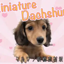 【 ミニチュアダックスフント 】胴長短足お姫様降臨！あざとい表情に胸キュン必至！