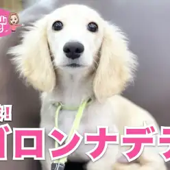 【 5/29特技を披露！ 】「ゴロンナデテ」アピールが止まらない