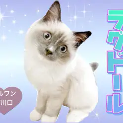 【 ラグドール 】クールに見えて実は甘え上手なドールキャット！