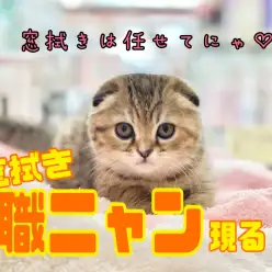 【 5/19大倉山店のお掃除屋さん 】窓拭き職ニャン現る！の巻