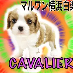 【 キャバリア 】JKCチャンピオンの子供は見た目も性格もピカイチの超癒し系！