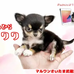 【 チワワ 】生後59日で420gの極小サイズ!!小さめ女の子をお探しの方は必見!