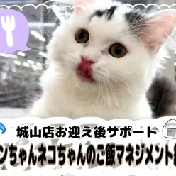 【 城山店お迎え後サポート 】ワンちゃんネコちゃんのご飯マネジメント編