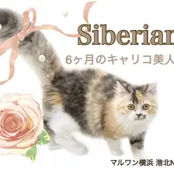 【 サイベリアン 】フレンドリーな美猫、6ヶ月のキャリコの女の子