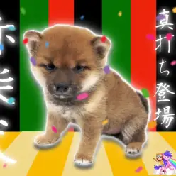 【 柴犬 】歌舞伎役者顔負け？！キリッと目力の強さのある赤柴ちゃん！