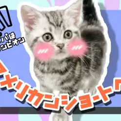 【 アメリカンショートヘア 】パパはグランドチャンピオン！陽気な性格の子猫ちゃん