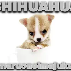 【 チワワ 】生後57日で401g！極小サイズのゴールドジュエリーな手乗り男子！