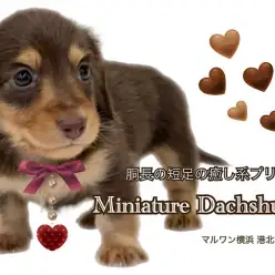 【 ミニチュア・ダックスフント 】艶々チョコレートカラーの被毛が自慢のダッちゃん