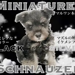 【 ミニチュアシュナウザー 】短めのマズルの超童顔を持った王子様登場！